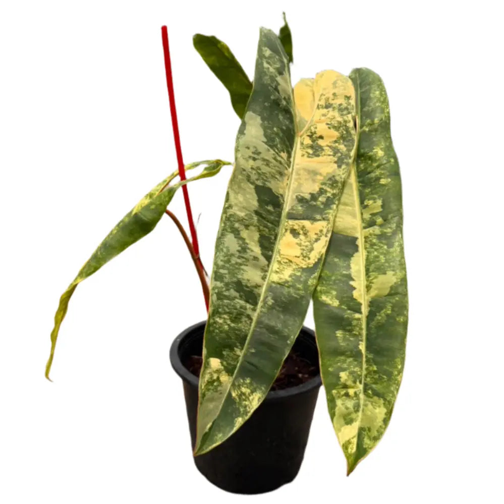 Philodendron billietiae variegated