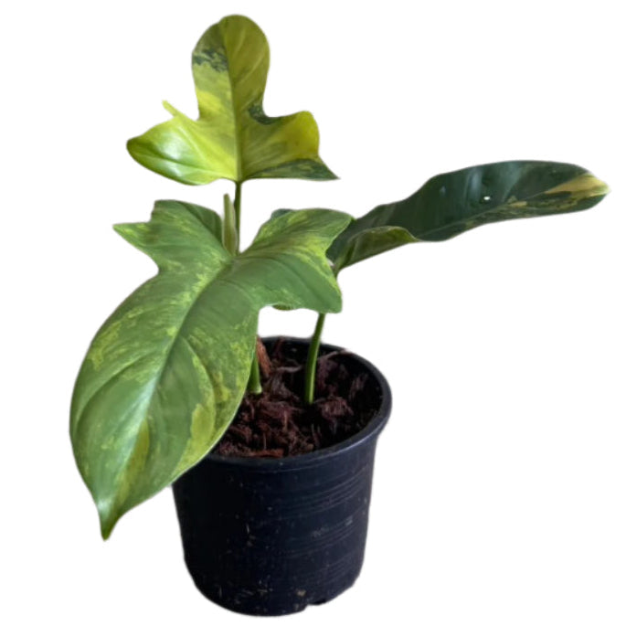 Philodendron bipennifolium variegated (violin var.)
