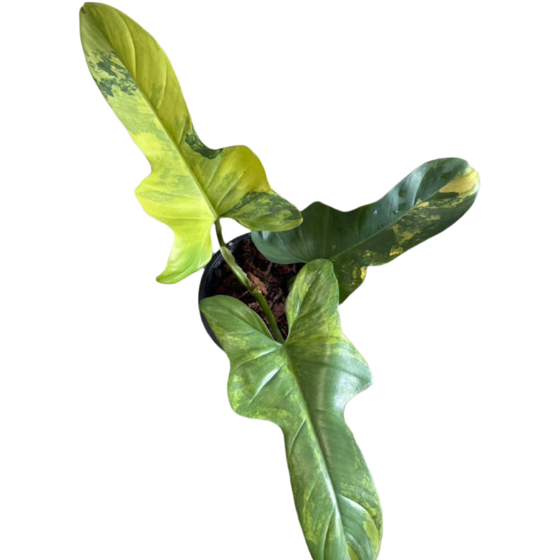 Philodendron bipennifolium variegated (violin var.)
