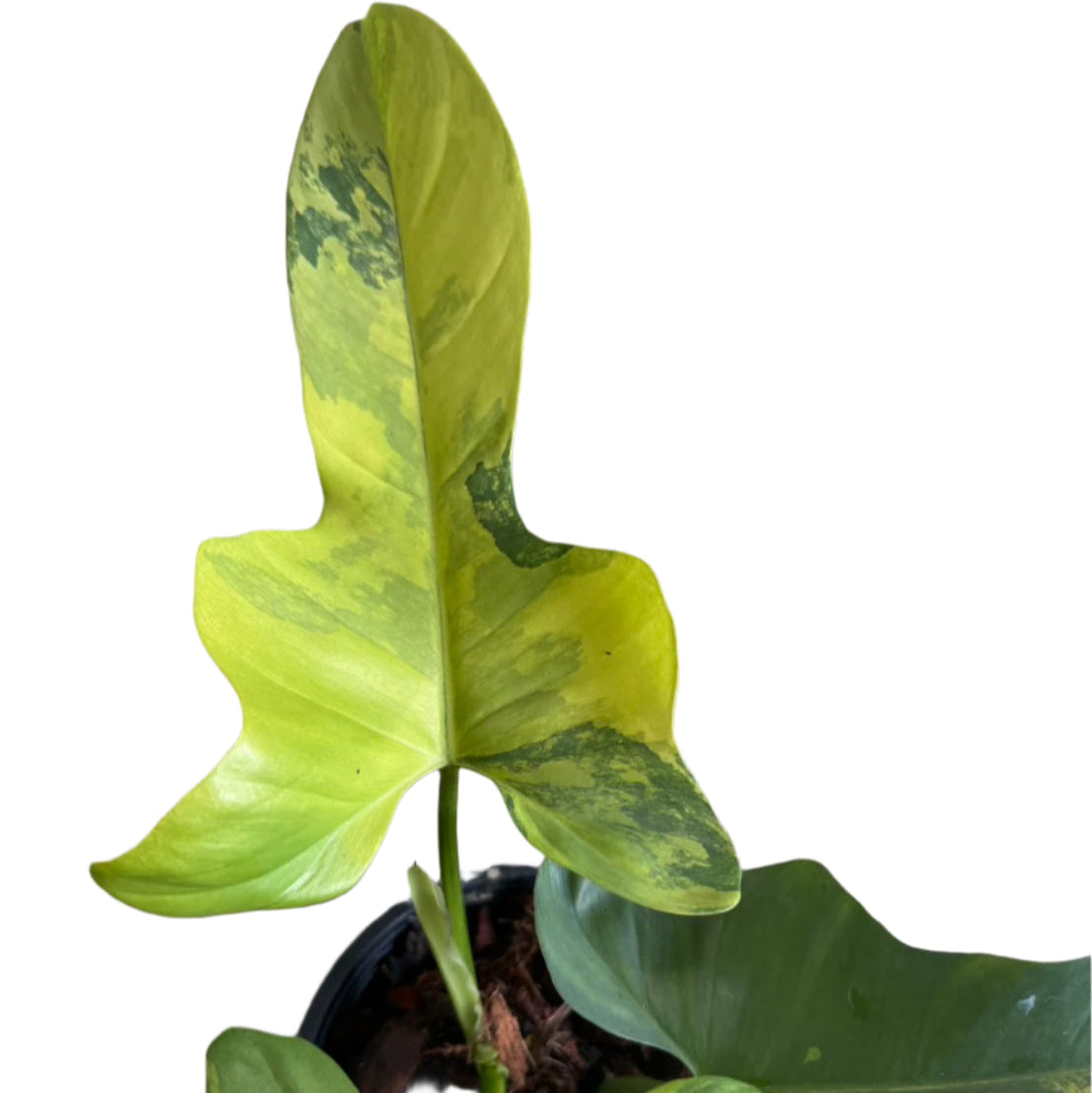 Philodendron bipennifolium variegated (violin var.)