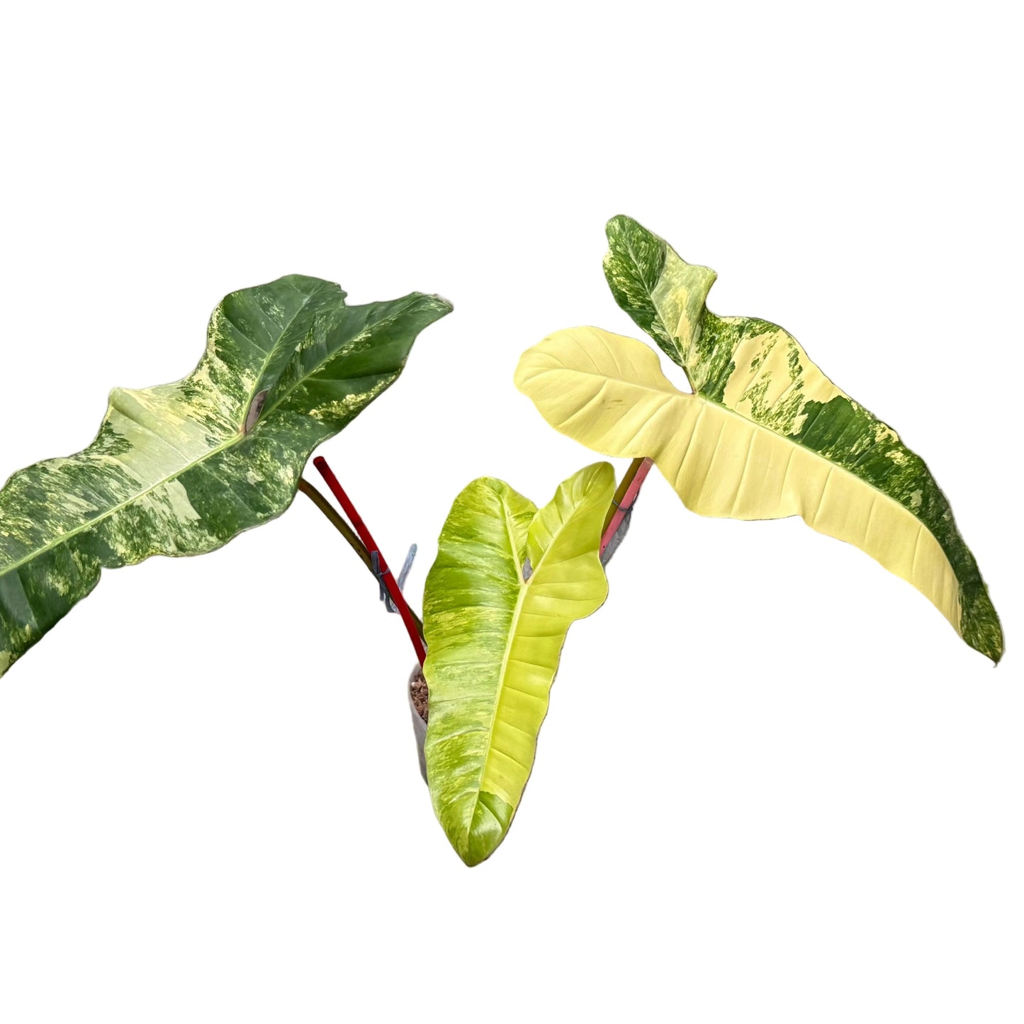 Philodendron florida beauty x billietiae variegated