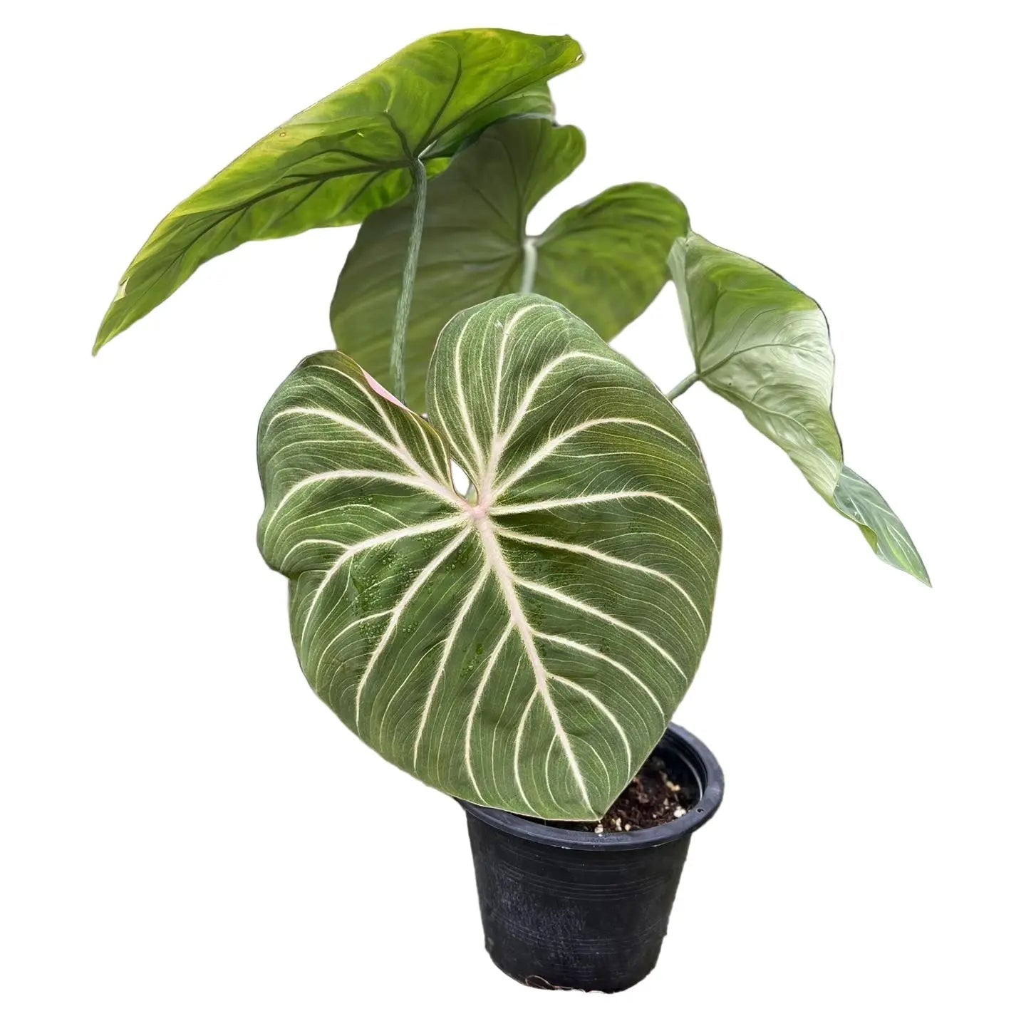 Philodendron gloriosum white vein pink back