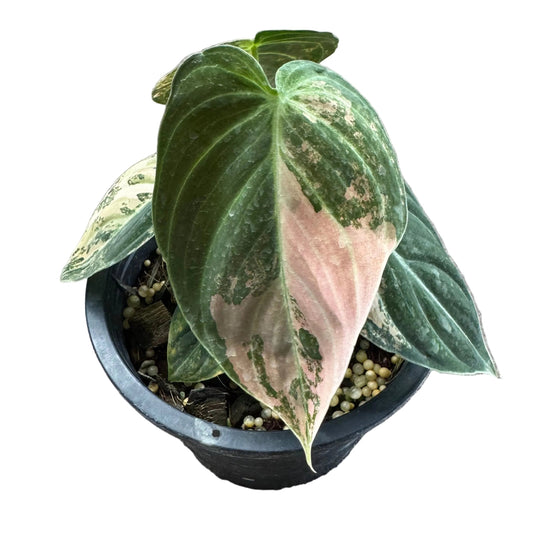 Philodendron melanochrysum orange variegated