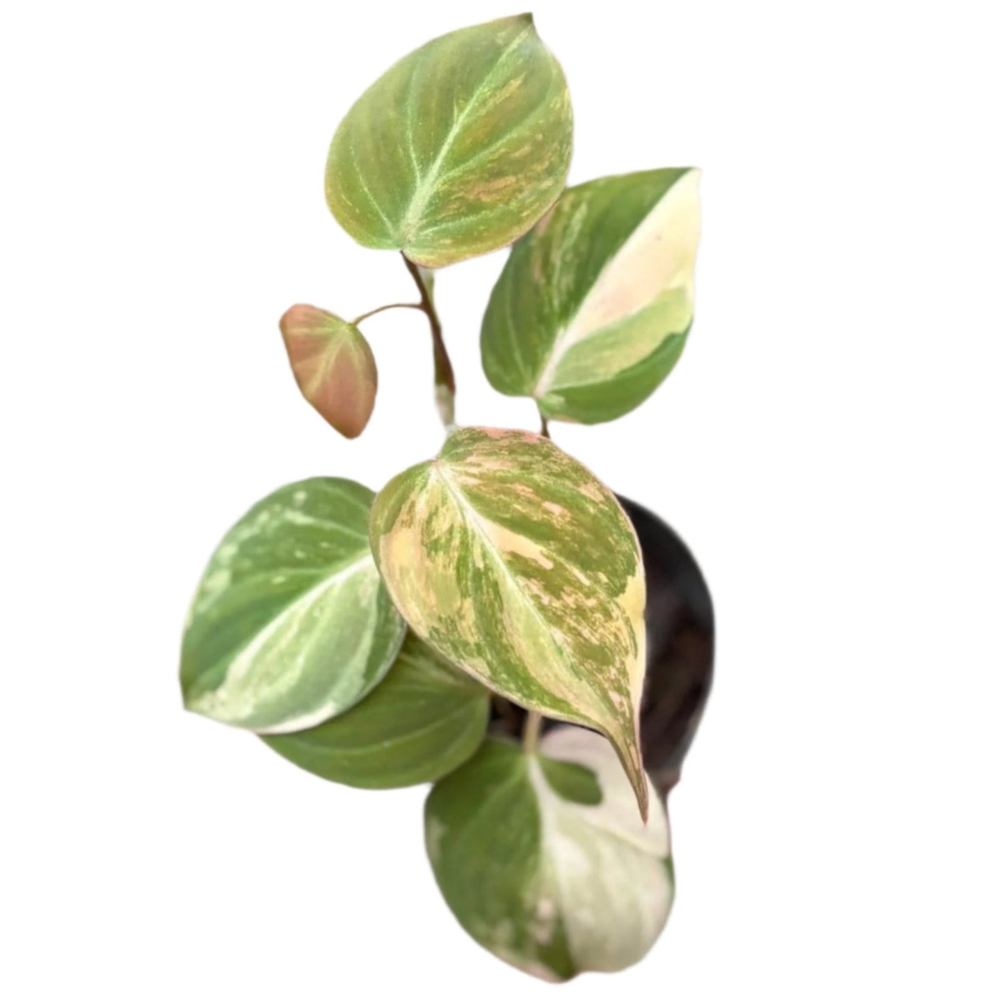 Philodendron mican variegated