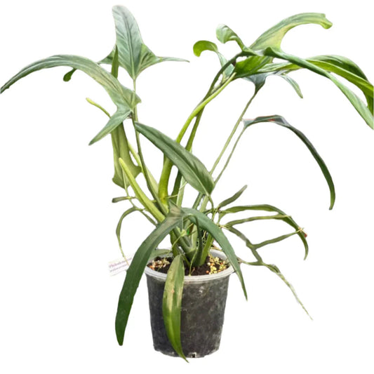 Philodendron paloraense