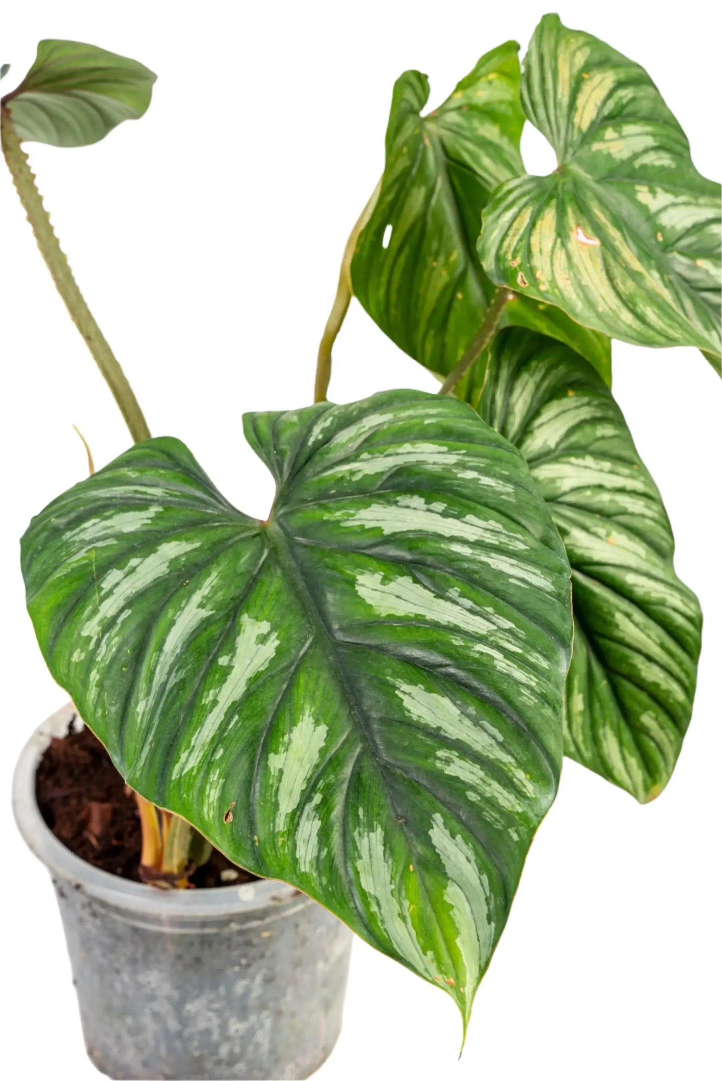 Philodendron plowmanii