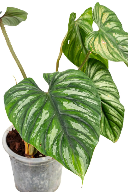 Philodendron plowmanii
