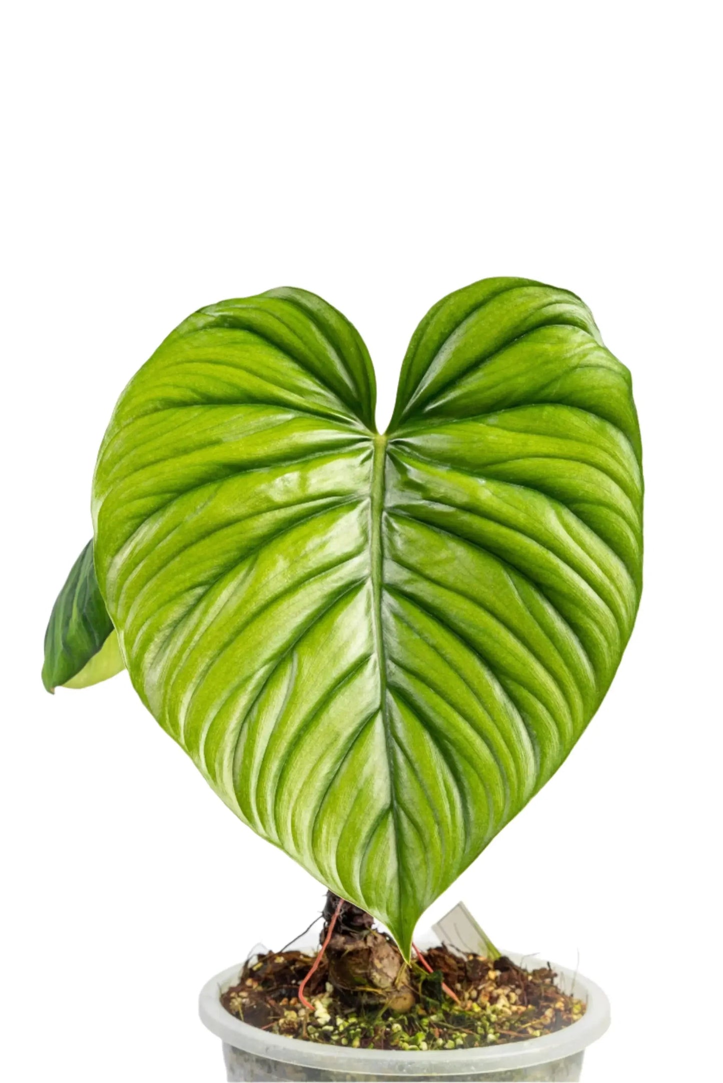 Philodendron sp. Columbia
