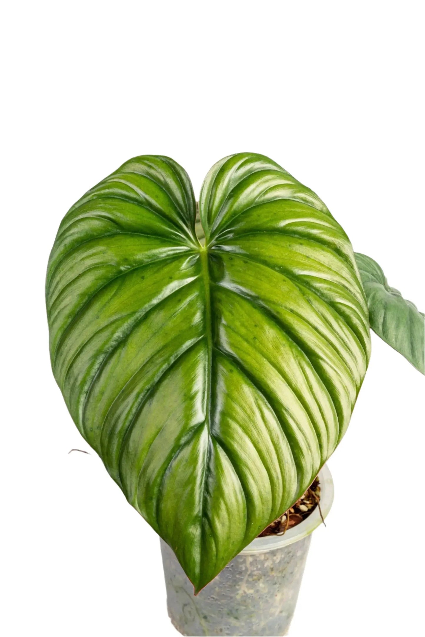 Philodendron sp. Columbia
