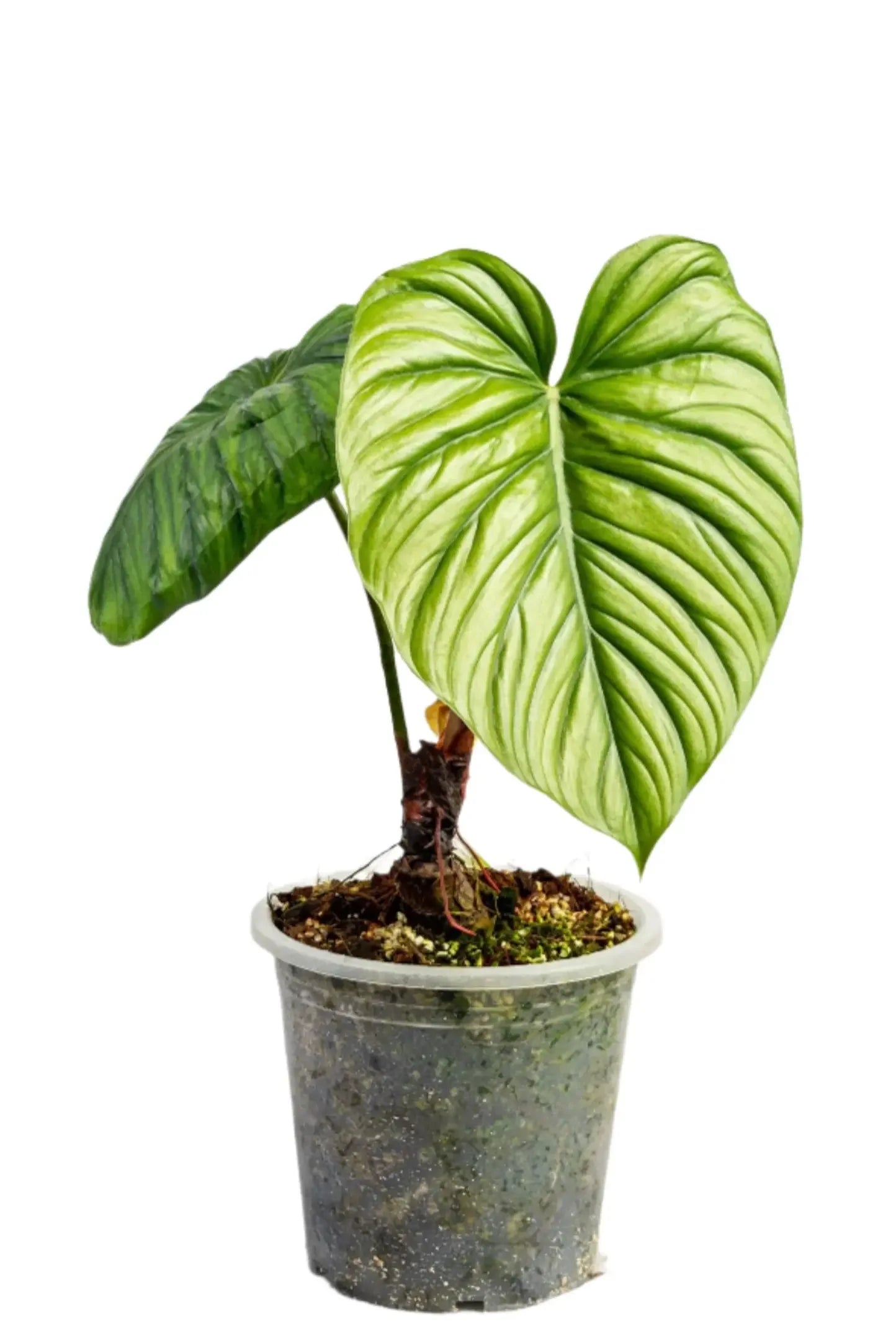 Philodendron sp. Columbia