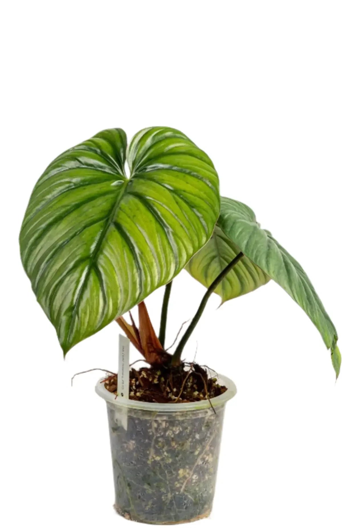 Philodendron sp. Columbia