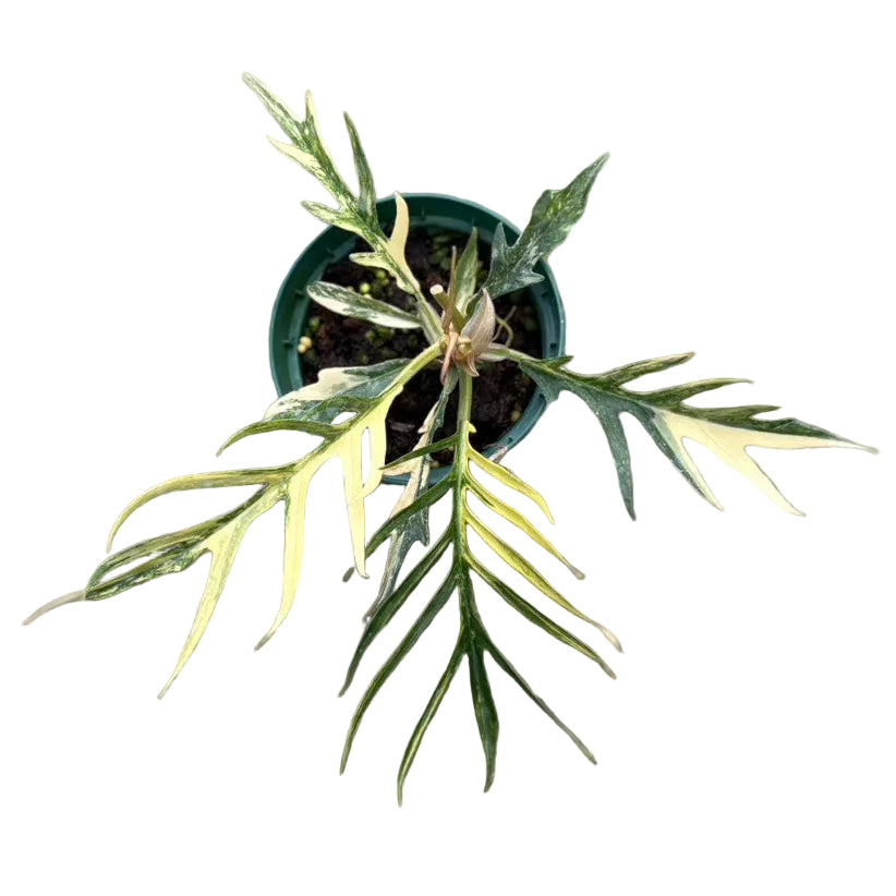 Philodendron tortum aurea variegated