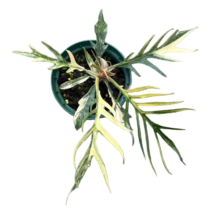Philodendron tortum aurea variegated
