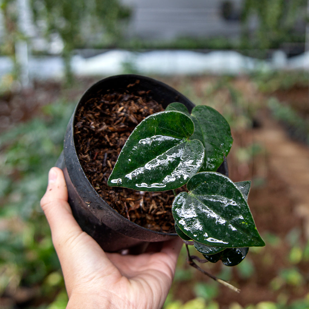 Piper Black — rare Indonesian plant