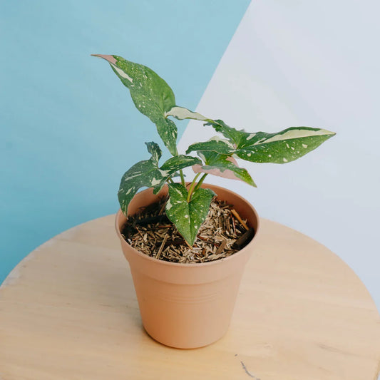 Syngonium Red Spot Tricolor - Indonesian Rare Plants