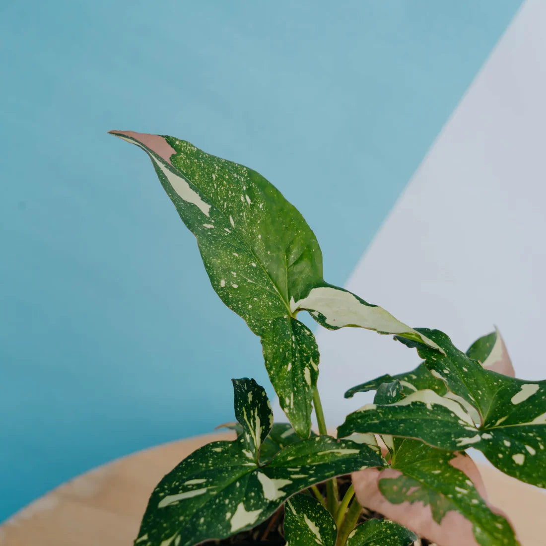 Syngonium Red Spot Tricolor