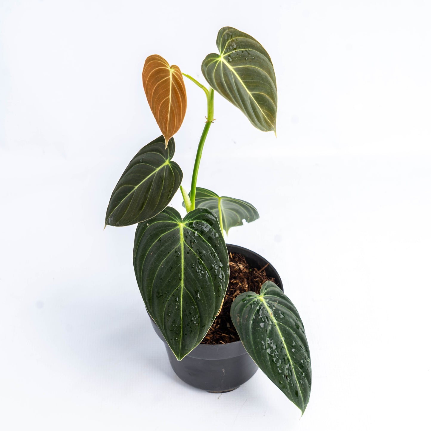 Philodendron Melanochrysum Medium — photo 2