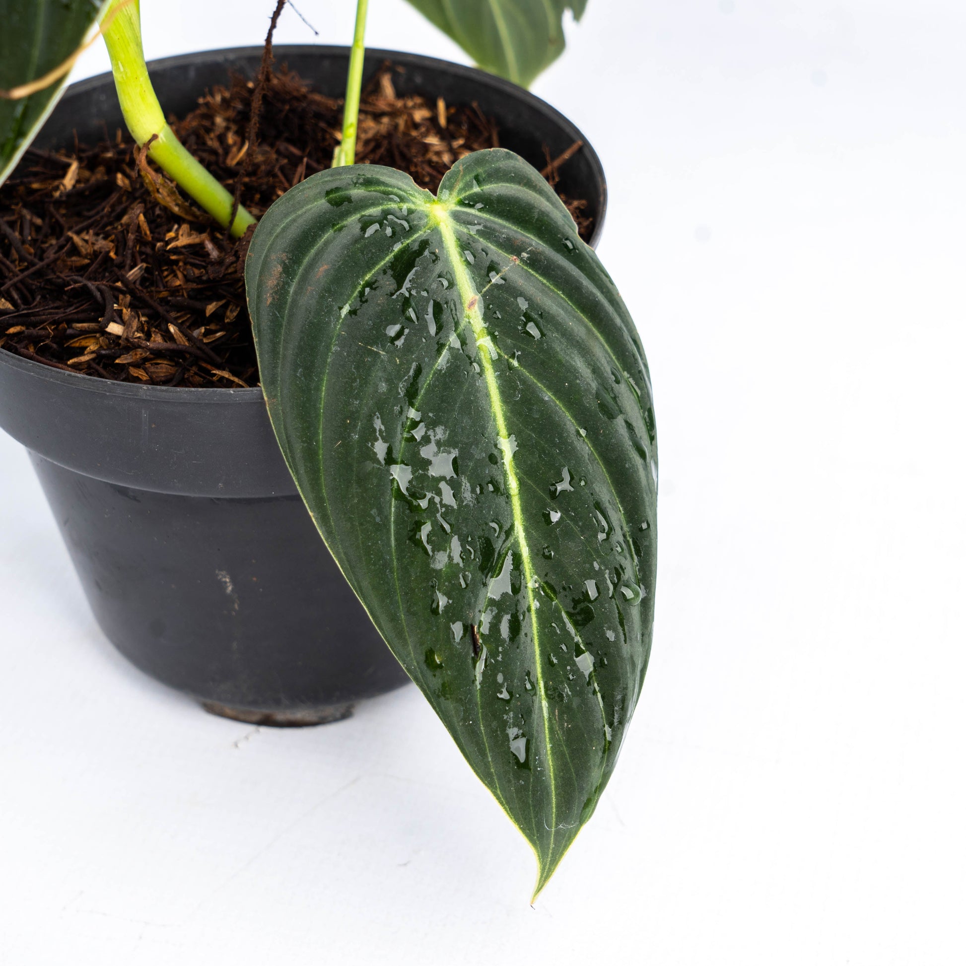 Philodendron Melanochrysum Medium — photo 3