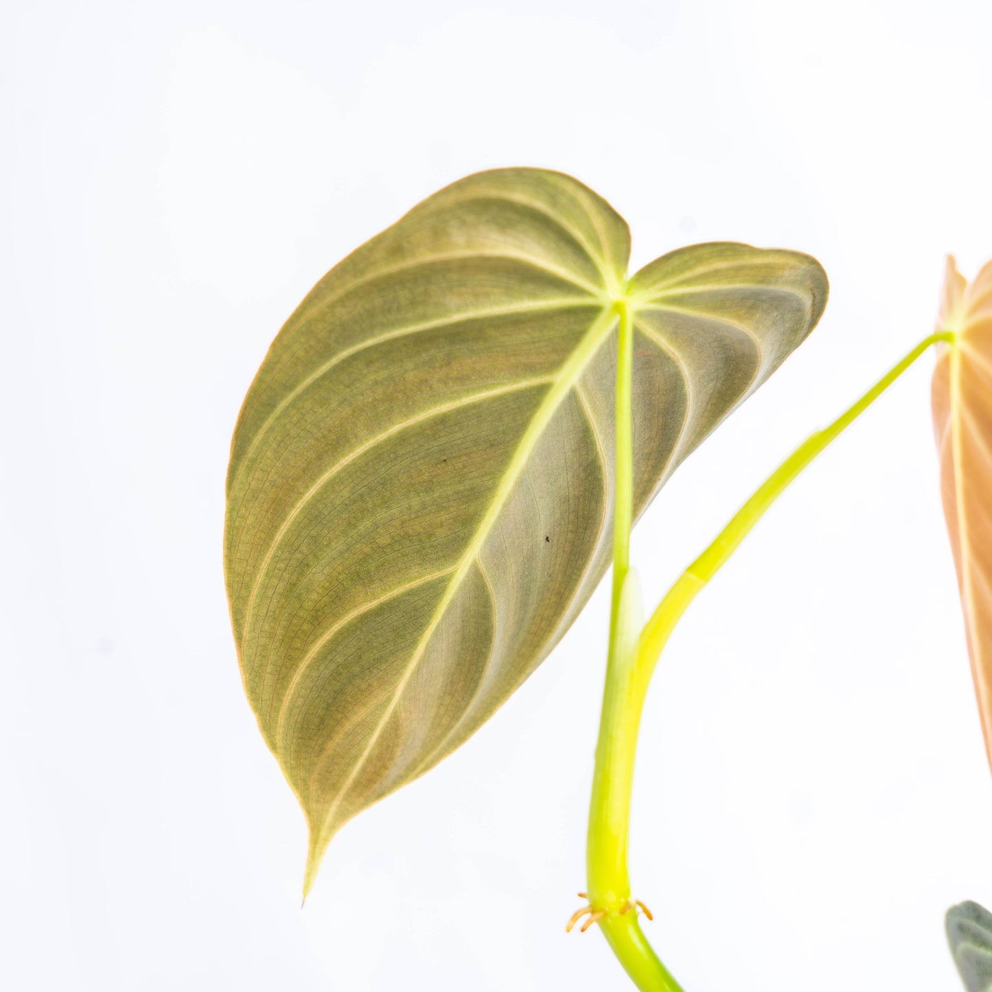 Philodendron Melanochrysum Medium — photo 4