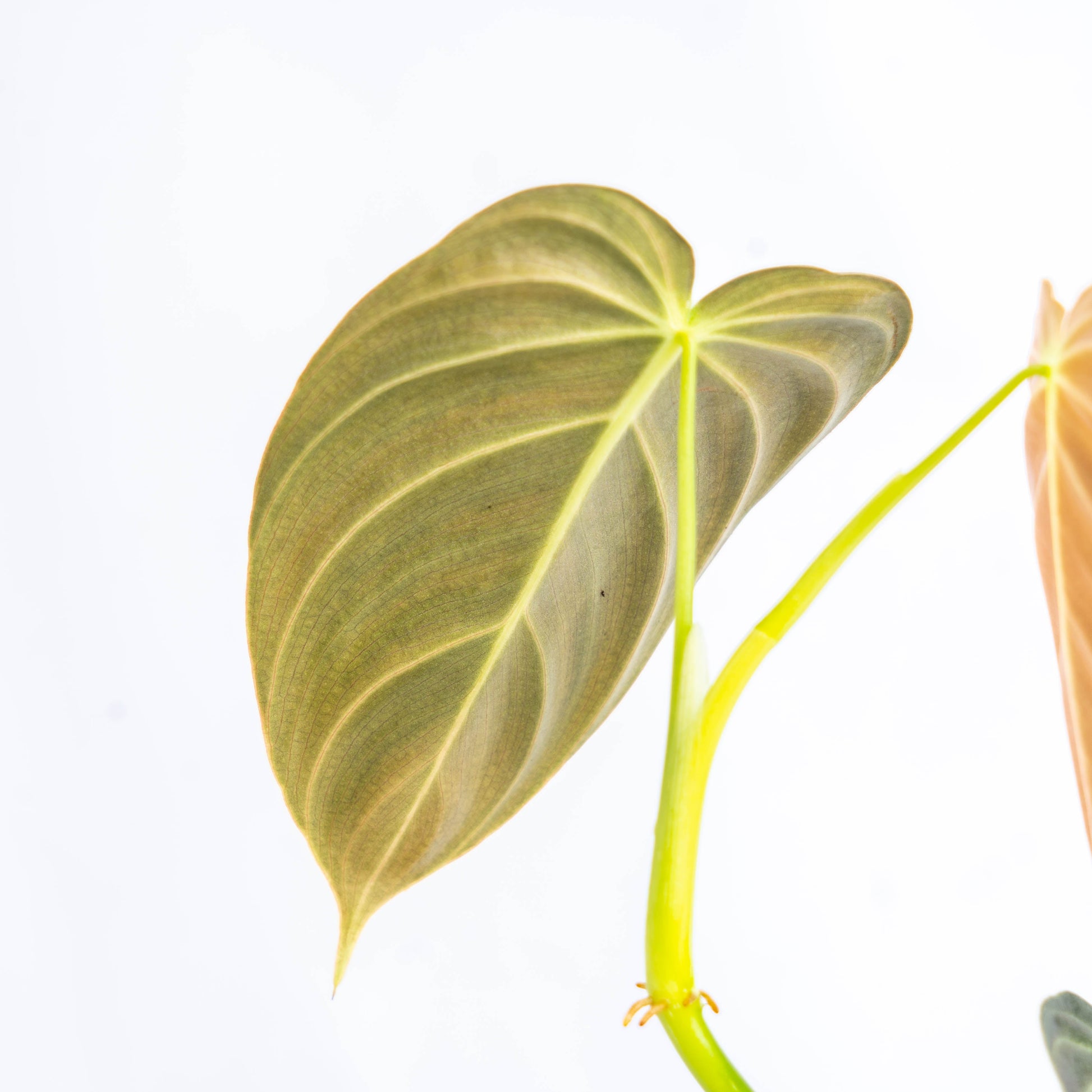 Philodendron Melanochrysum Medium — photo 4