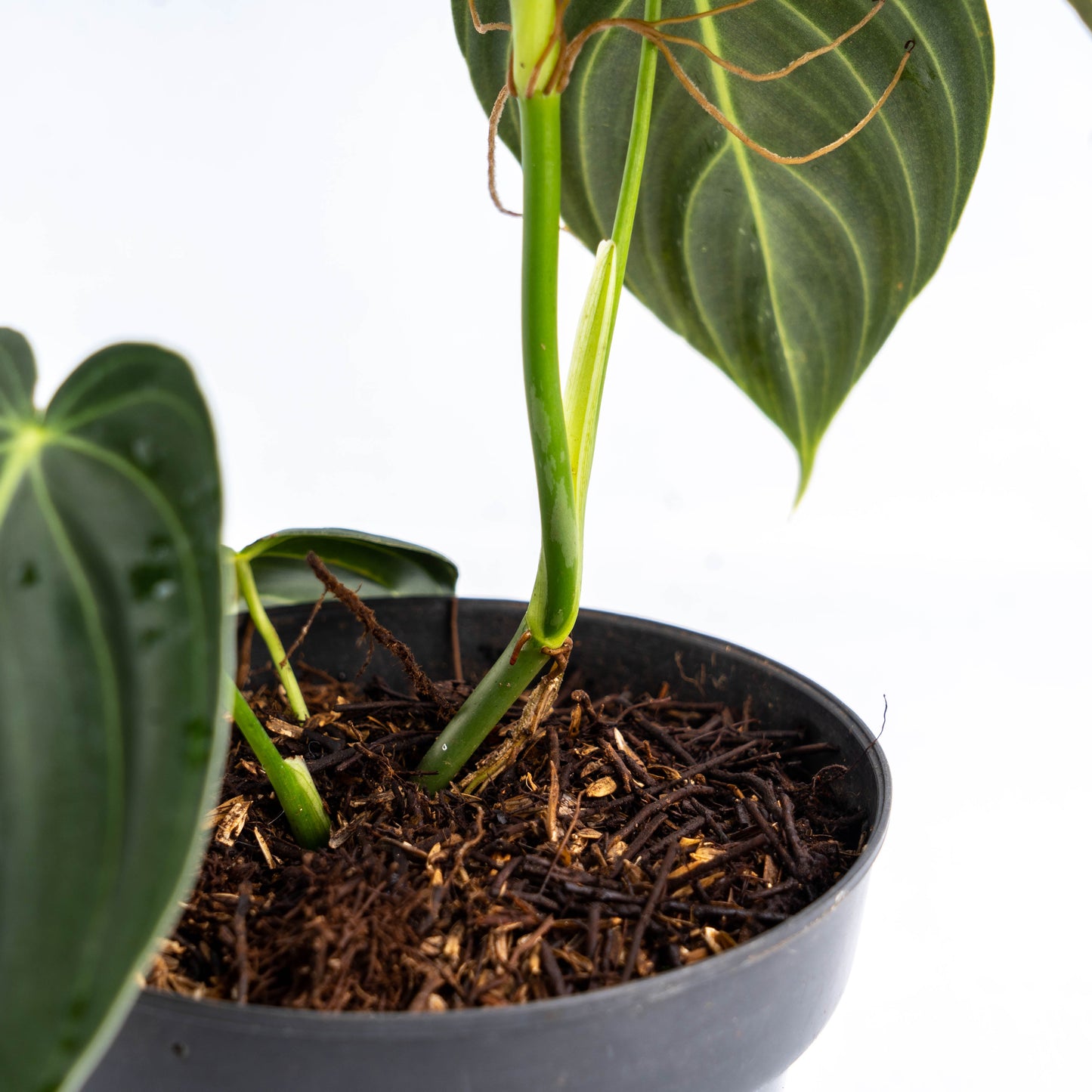 Philodendron Melanochrysum Medium — photo 5