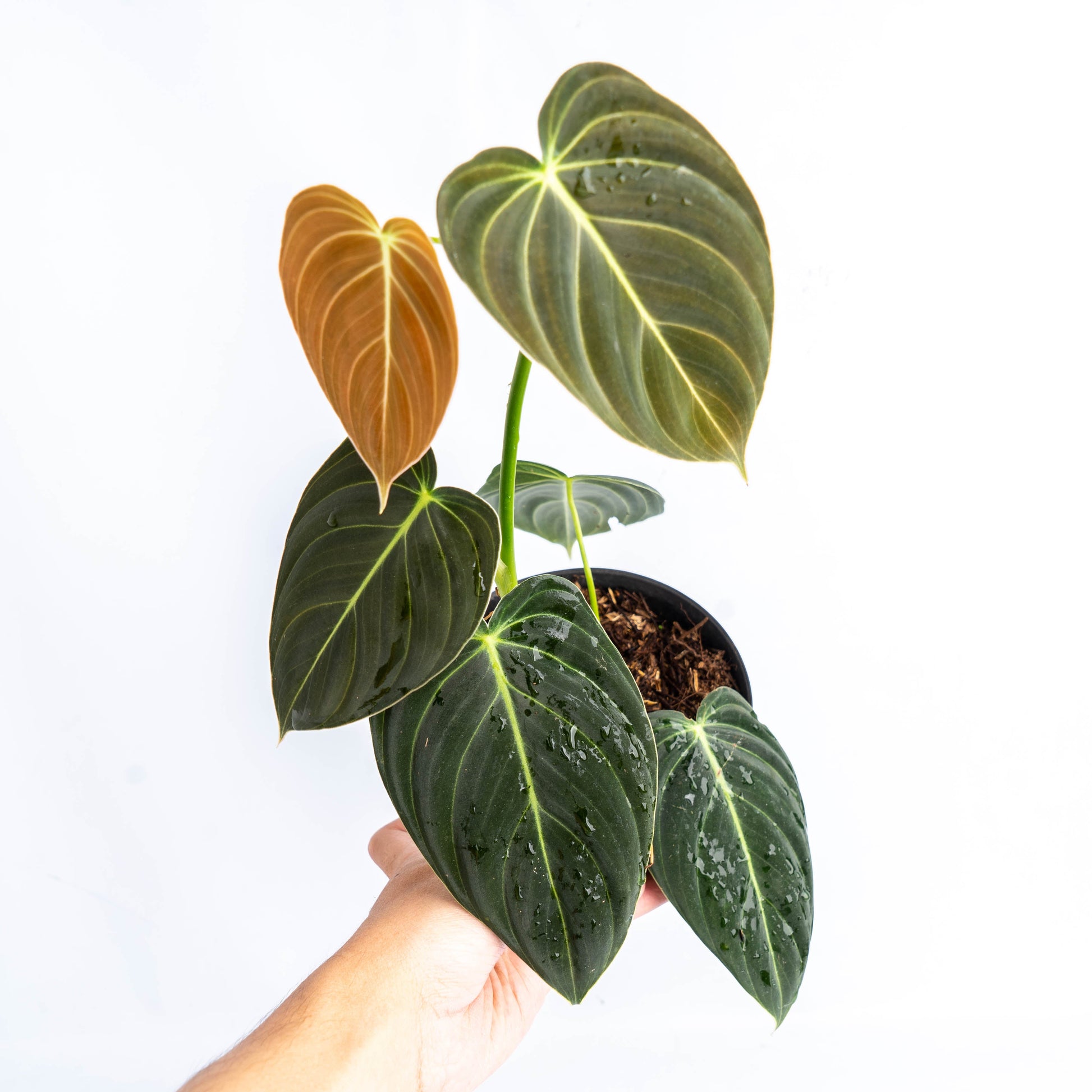 Philodendron Melanochrysum Medium — rare Indonesian plant