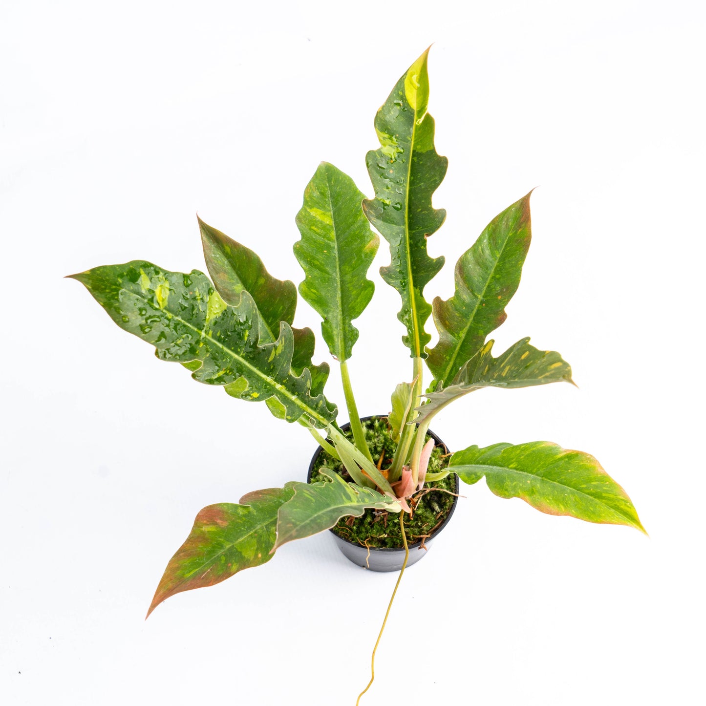 Philodendron Ring of Fire Variegated — photo 2
