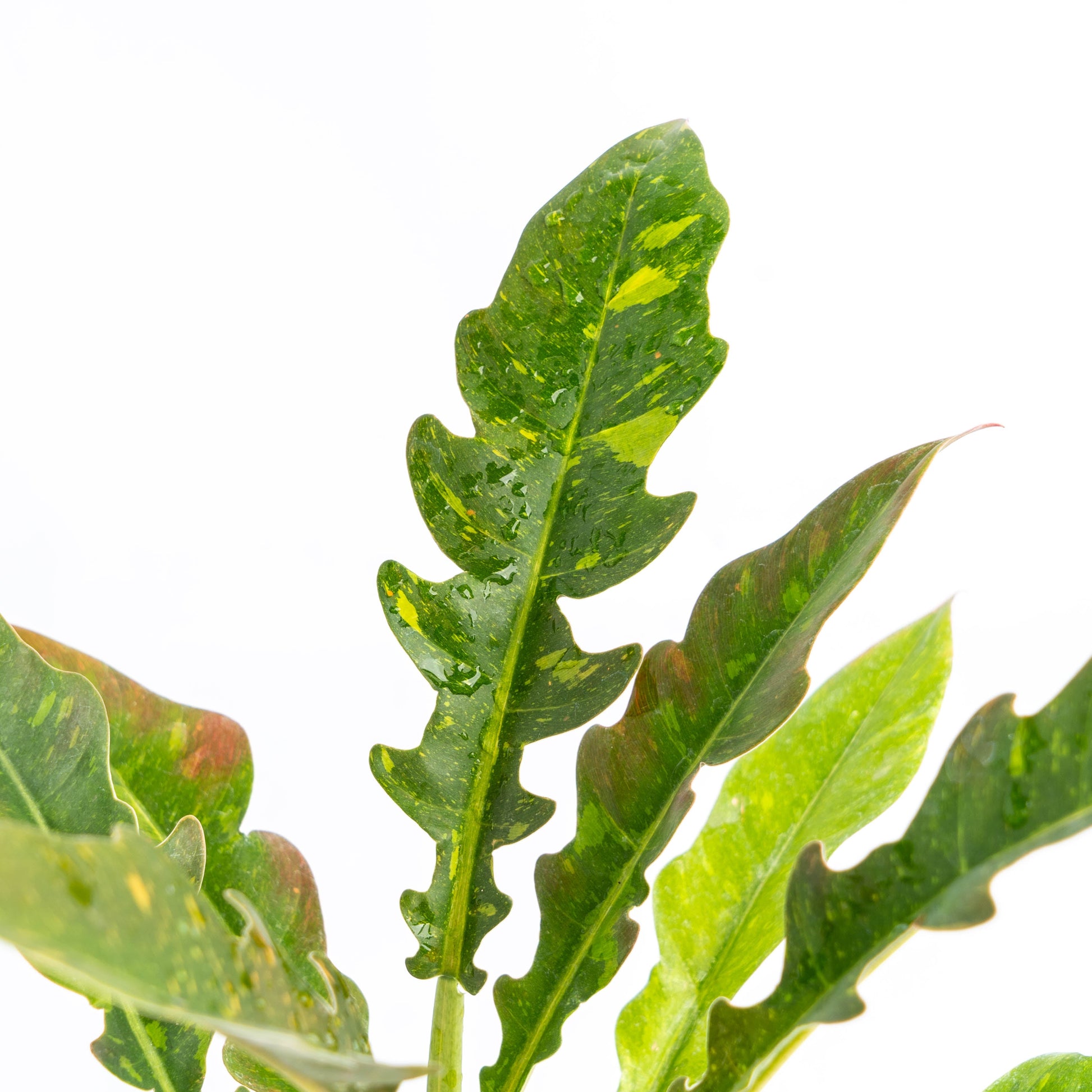 Philodendron Ring of Fire Variegated — photo 3