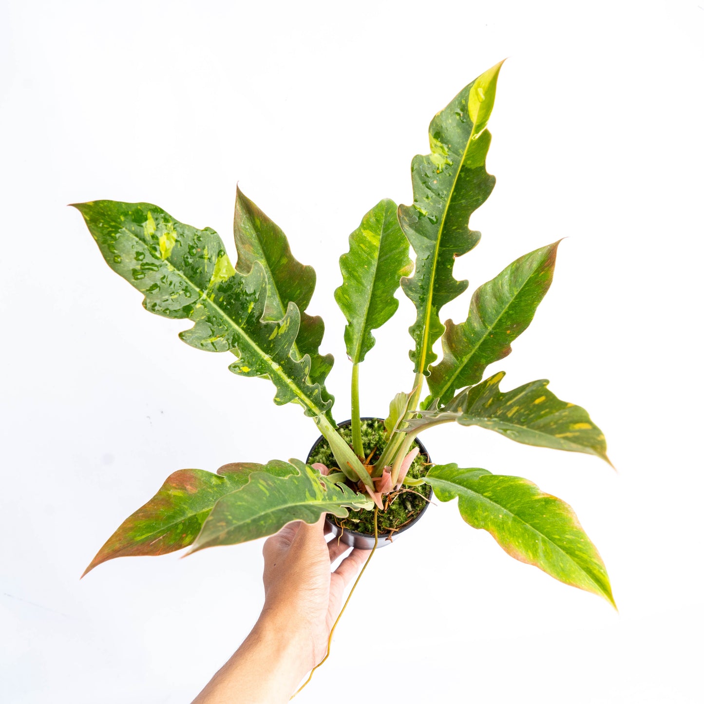 Philodendron Ring of Fire Variegated — rare Indonesian plant