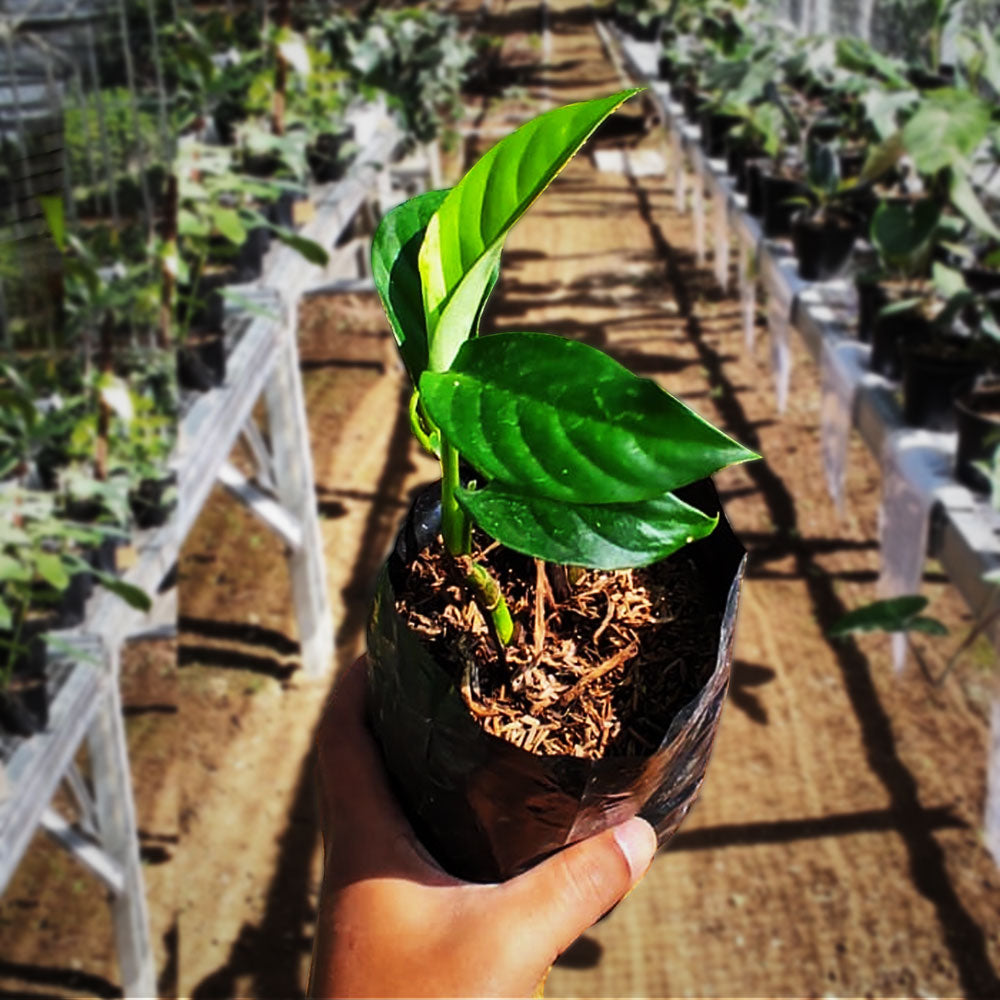 Rhaphidophora Foraminifera SP Sumatera - Indonesian Rare Plants