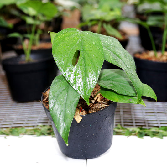 Rhaphidophora Pertusa - Indonesian Rare Plants