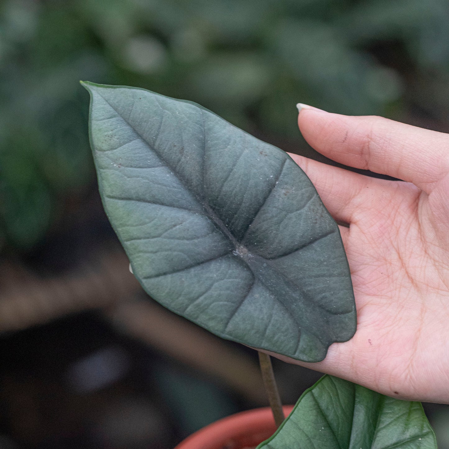 Alocasia Bisma