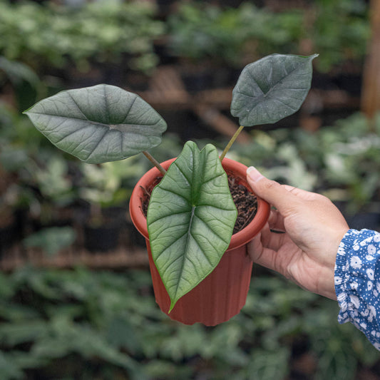 Alocasia Bisma - Indonesian Rare Plants