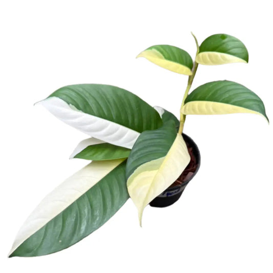 Rhaphidophora sp. albo variegated