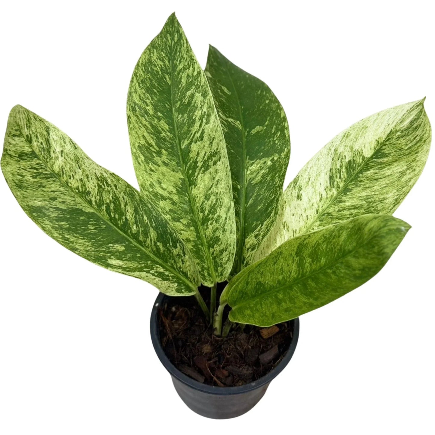 Rhaphidophora sp. mint