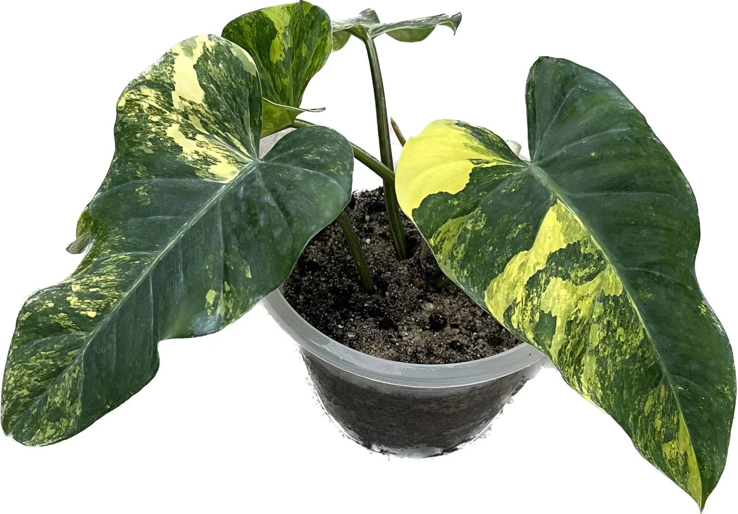 Philodendron domesticum variegated