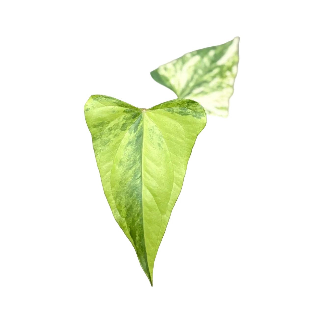 Anthurium pterodactyl hybrid x nigrolaminum "gigi" variegated