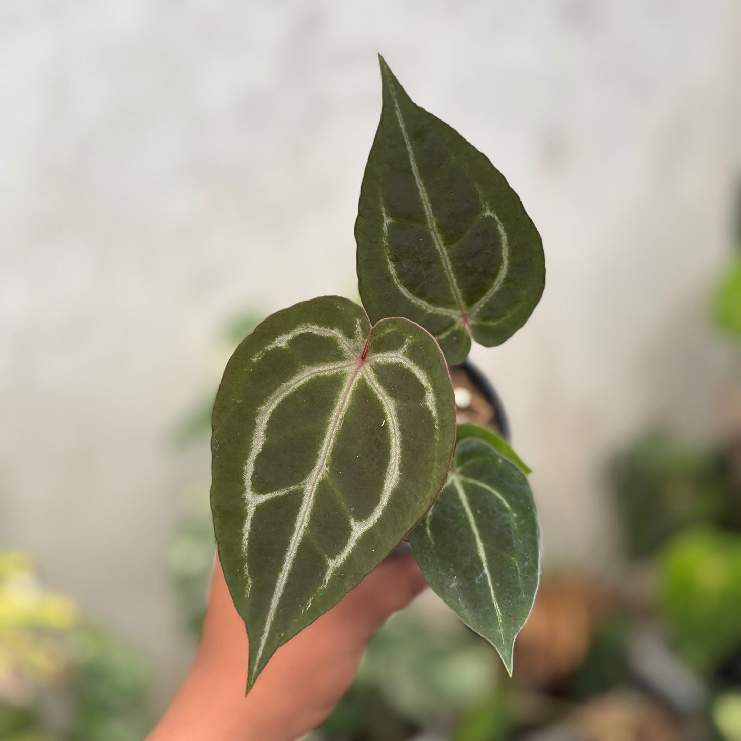 Anthurium Michelle x (Michelle x Red Velvet Cake) - Indonesian Rare Plants