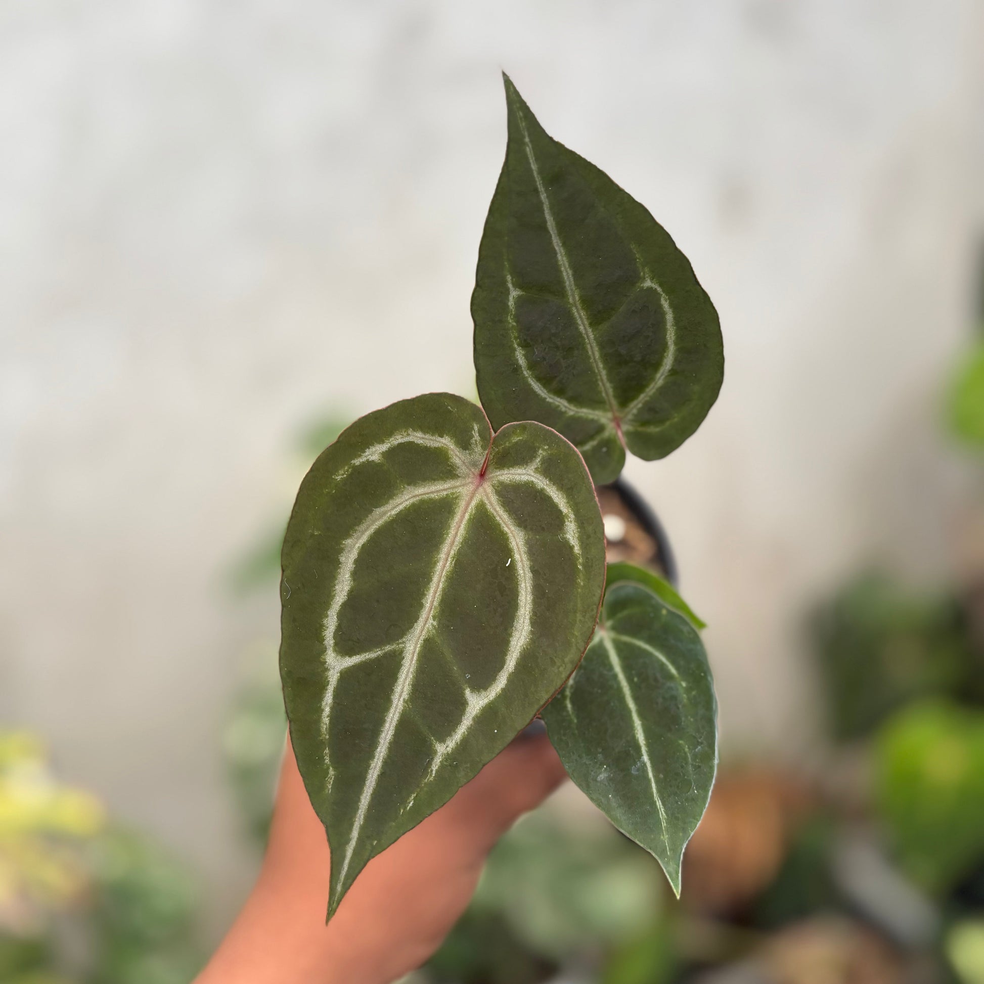 Anthurium Michelle x (Michelle x Red Velvet Cake) - Indonesian Rare Plants