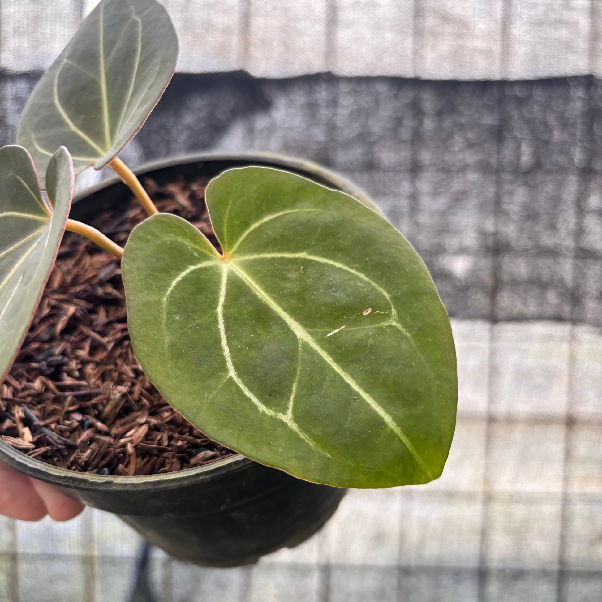 Anthurium King Of Spades — photo 6