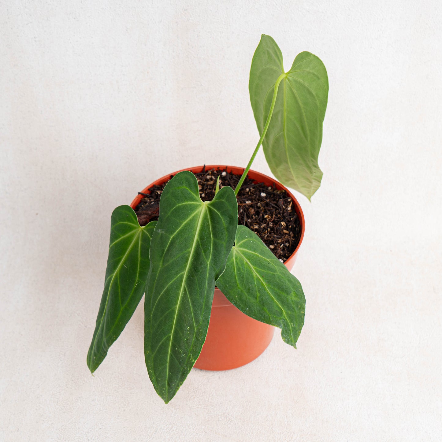 Anthurium Dark Mama (Papillilaminum x Warocqueanum)