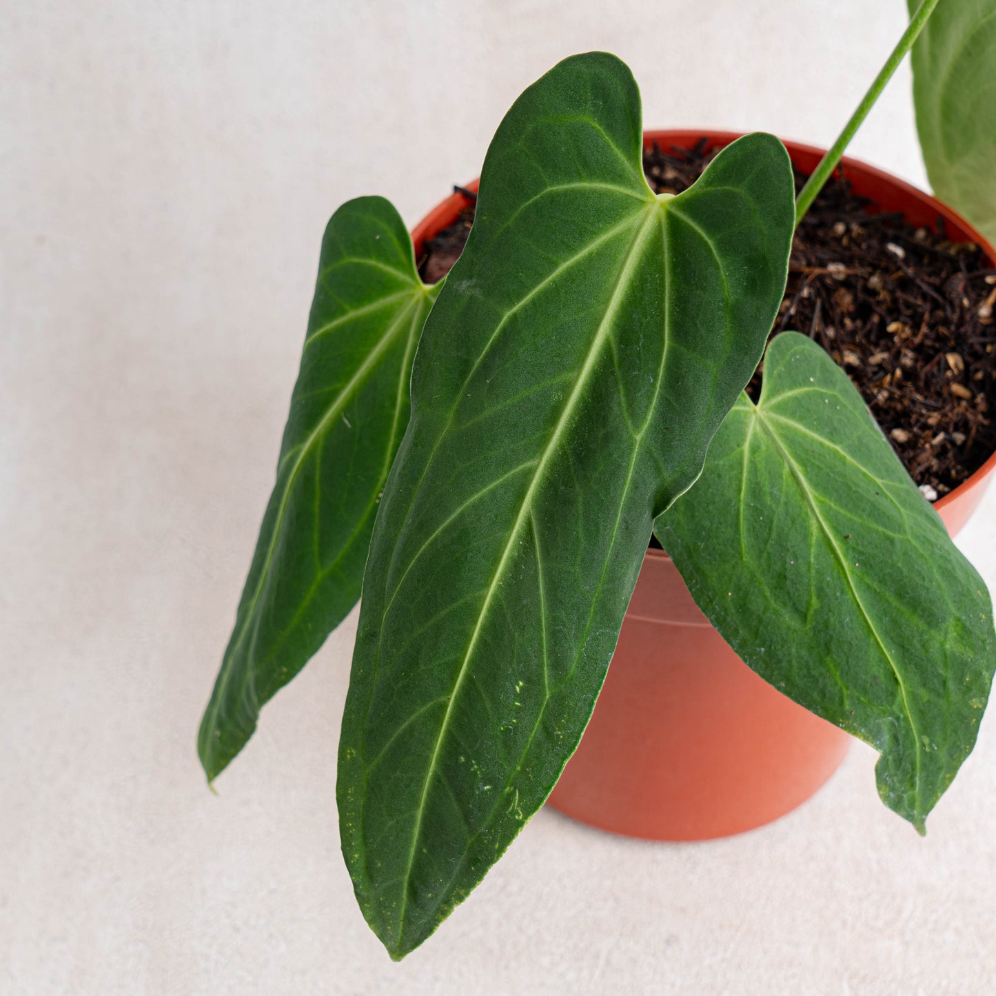 Anthurium Dark Mama (Papillilaminum x Warocqueanum)