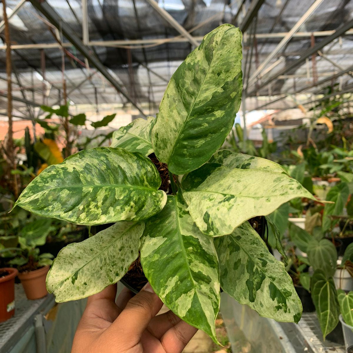 Schimatoglottis Marble Variegated Sp Borneo — rare Indonesian plant