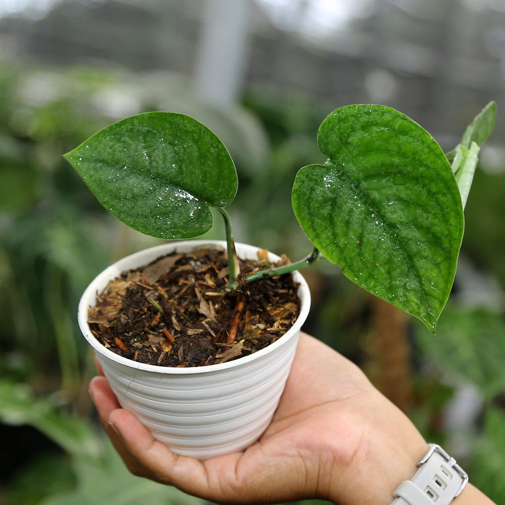 Scindapsus Lucens - Indonesian Rare Plants