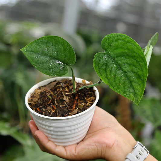 Scindapsus Lucens - Indonesian Rare Plants