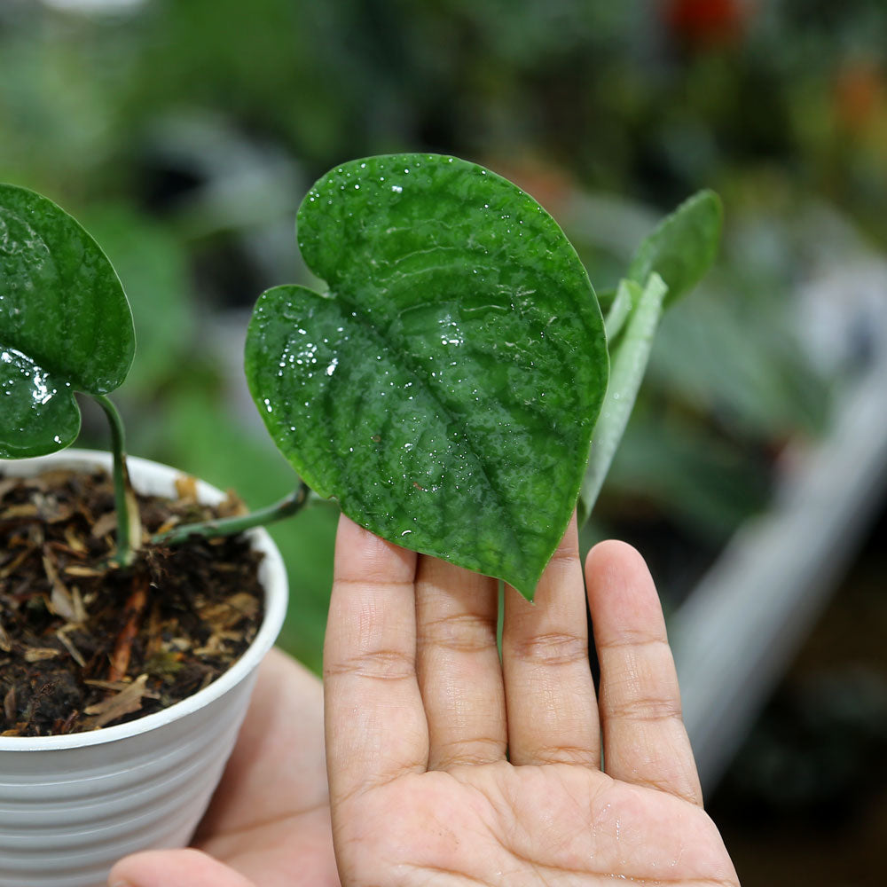 Scindapsus Lucens