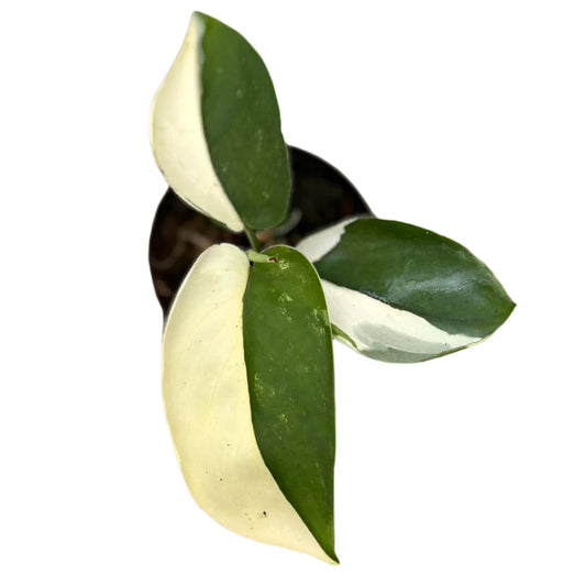 Scindapsus jade satin albo