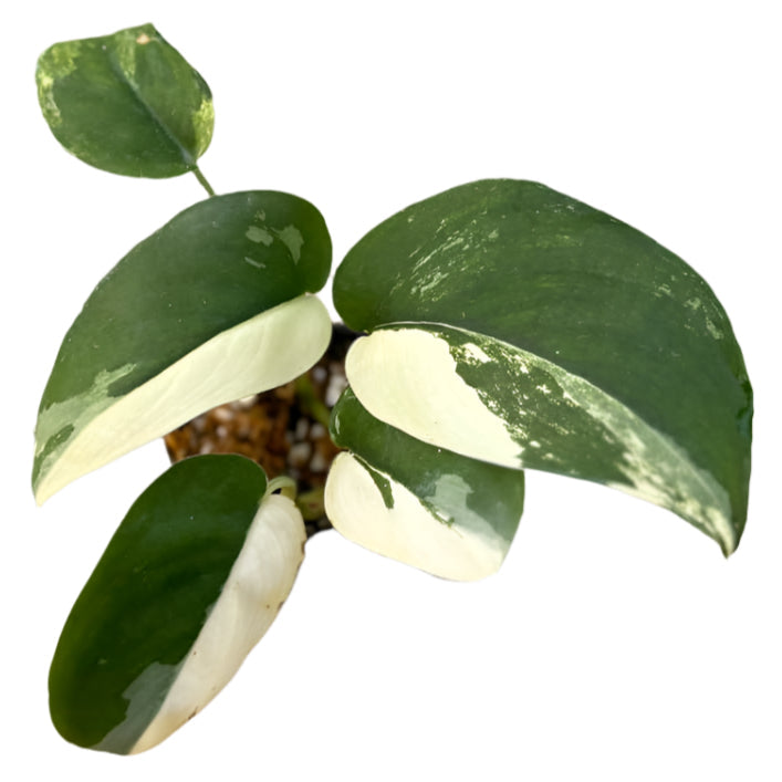 Scindapsus jade satin albo