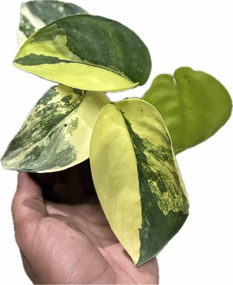 Scindapsus jade satin aurea