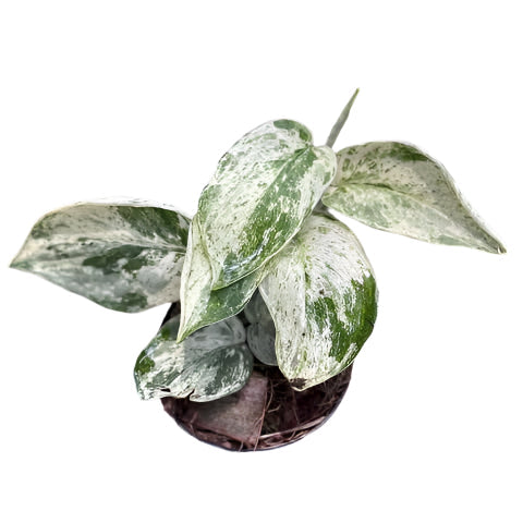 Scindapsus jade satin marble